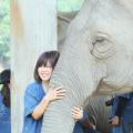 Thai Elephant Home Preview